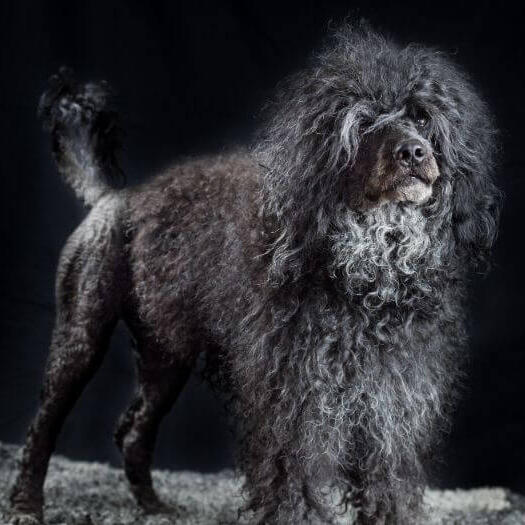 Portuguese Water Dog standing at night