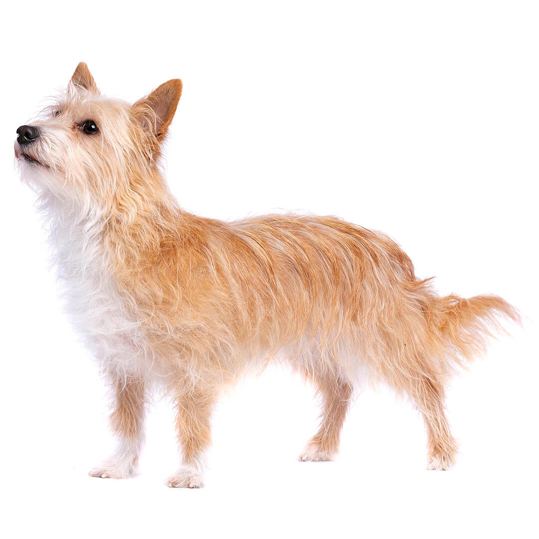 Portuguese Podengo Dog Breed