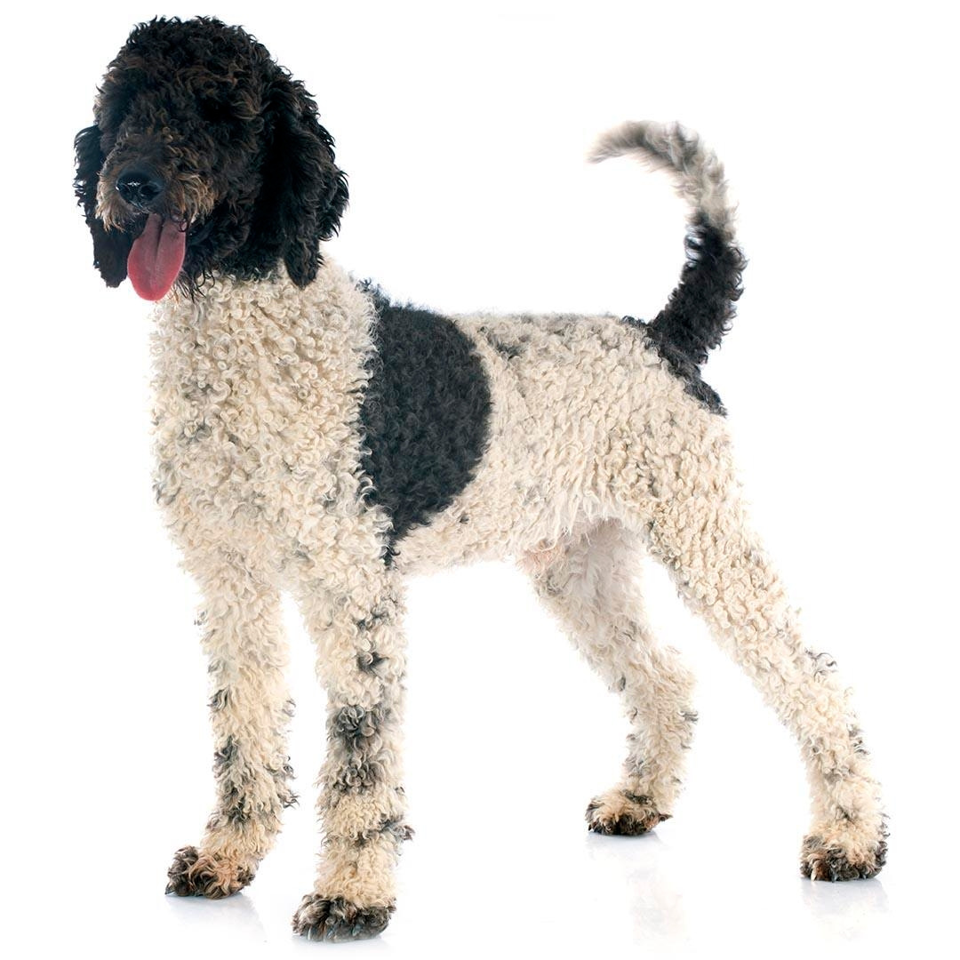 Portuguese Water Dog Breed