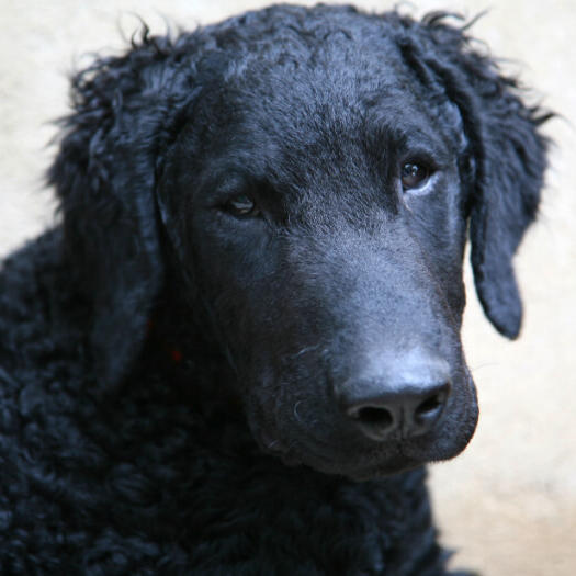 Black curly coated Retriever watching