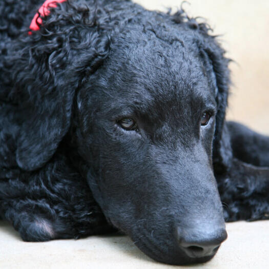 Curly coated retriever with red collar lying