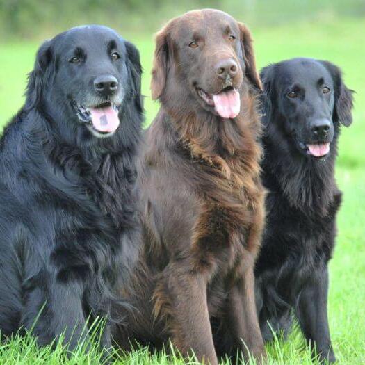 Three Flat-Coated Retrievers sitting on the grass