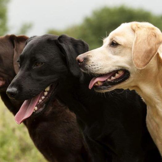 three labradors standing together