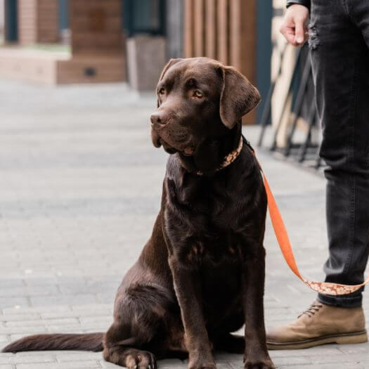 labrador standing next to its owner