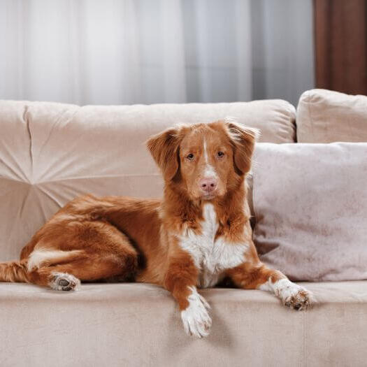 Retriever laying on the couch