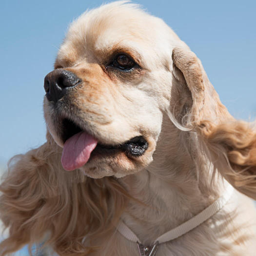 American Cocker Spaniel with sticking out tongue