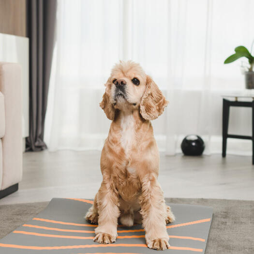 American Cocker Spaniel sitting on the carpet