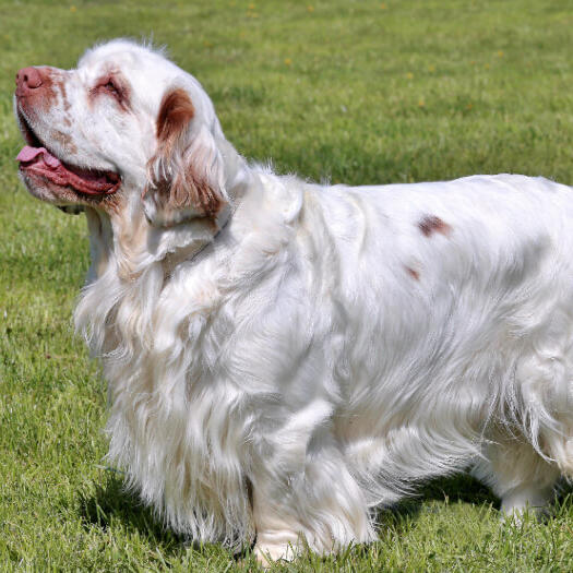 light colored spaniel standing on the grass