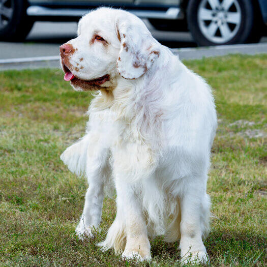 light colored spaniel standing on the grass