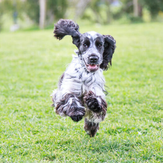 Black and White Cocker Spaniel running