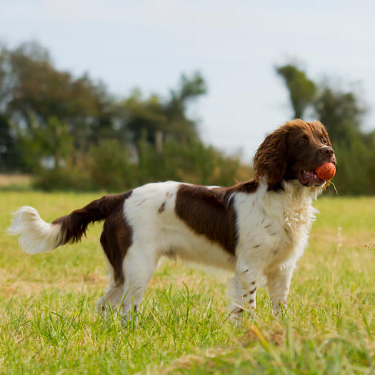 English Springer Spaniel holding a ball