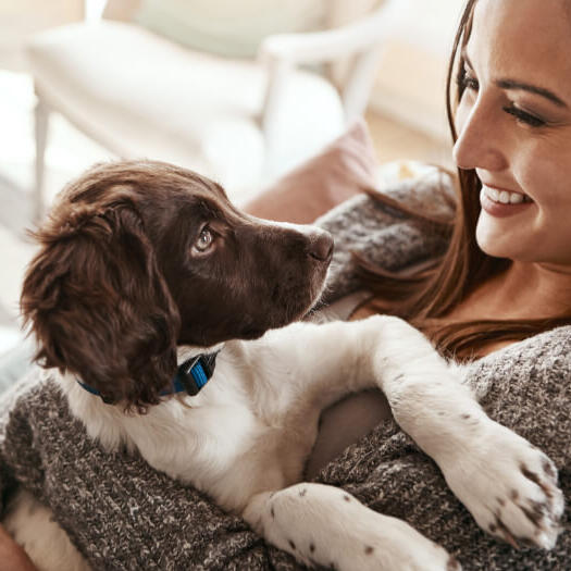 Woman holding English Springer Spaniel puppy