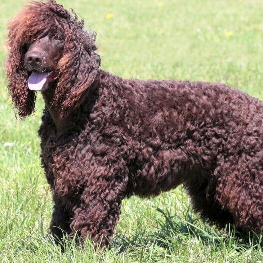 Irish Water Spaniel standing on the ground