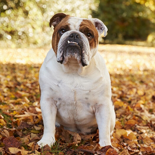 Bulldog Dog Breed