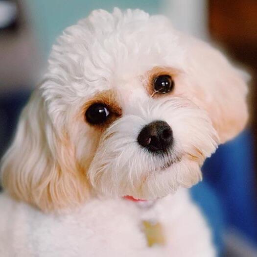 Cavachon Dog Breed