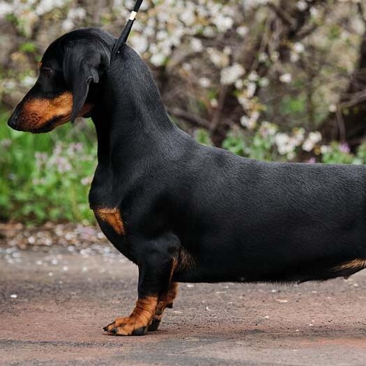 smooth standard dachshund