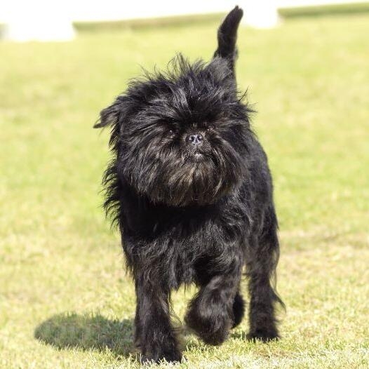 Affenpinscher Dog Breed Information | Purina