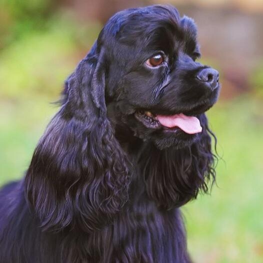 American Cocker Spaniel