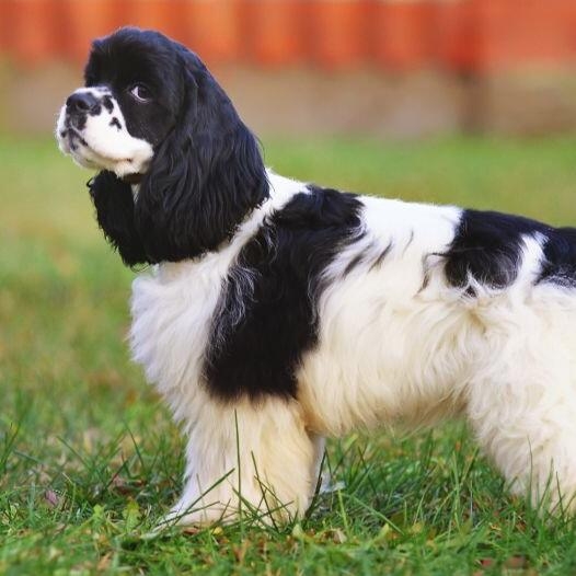 American Cocker Spaniel