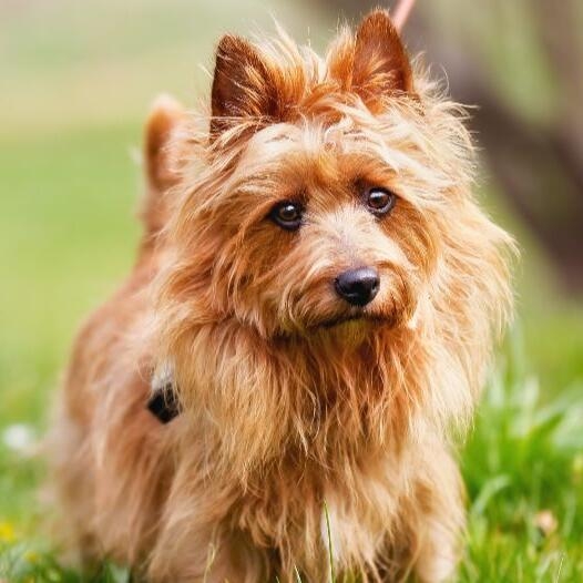 Australian Terrier