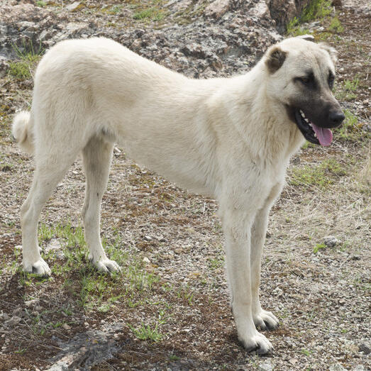 Turkish Kangal Dog Breed