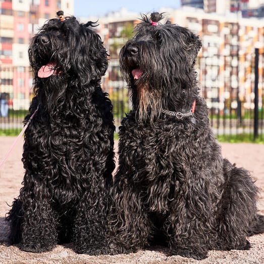 Two Russian Black Terriers standing in the middle of playground