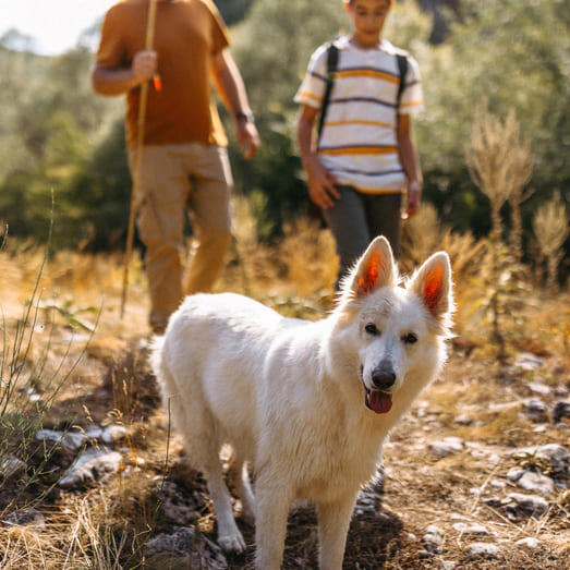 Swiss White Shepherd on a walk with its owners