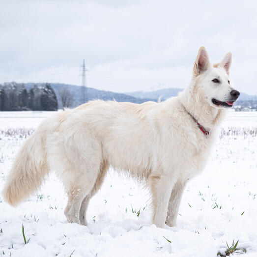 Swiss White Shepherd standing in snow and looking into distance