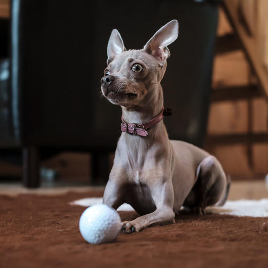 Russian Toy laying next to the ball