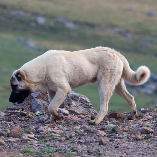 Turkish Kangal Dog Breed