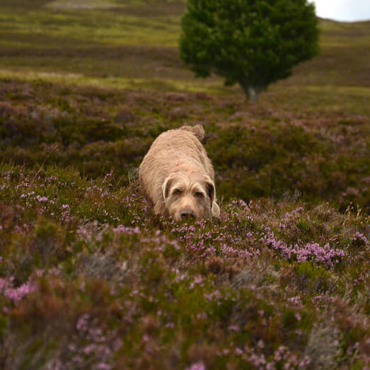 Slovakian Rough Haired Pointer walking through bushes