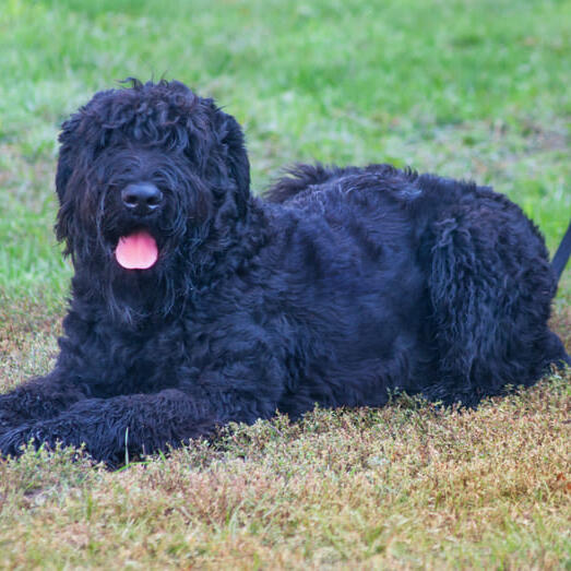 Russian Black Terrier laying on the grass