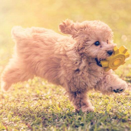 Poodle Toy is playing and jumping in the garden in a warm summer day