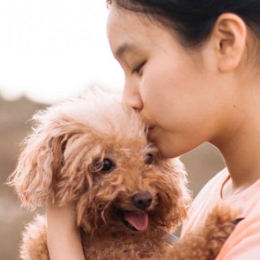 The girl is kissing her pet - Poodle Toy