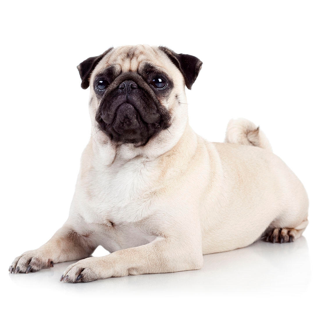 how much exercise does a pug need