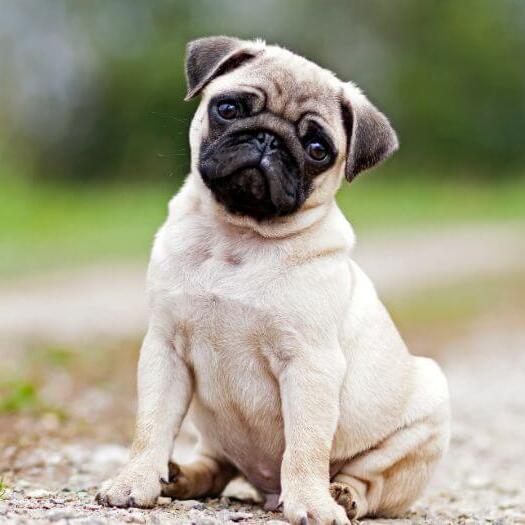 Pug sitting on the country road