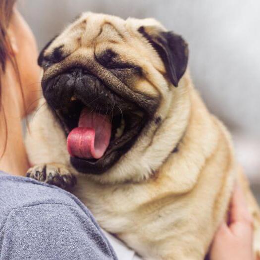 Pug yawns in the arms of the owner