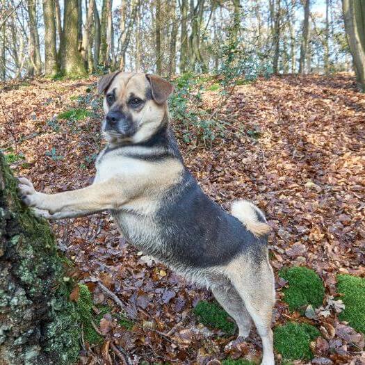 Puggle leaning on a tree