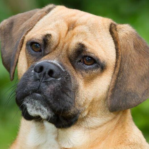 Close up of puggle's face