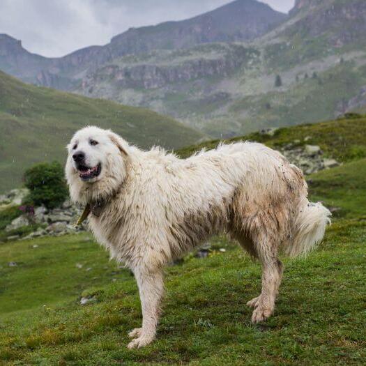 Clearance the pyrenees dog Flash Sales