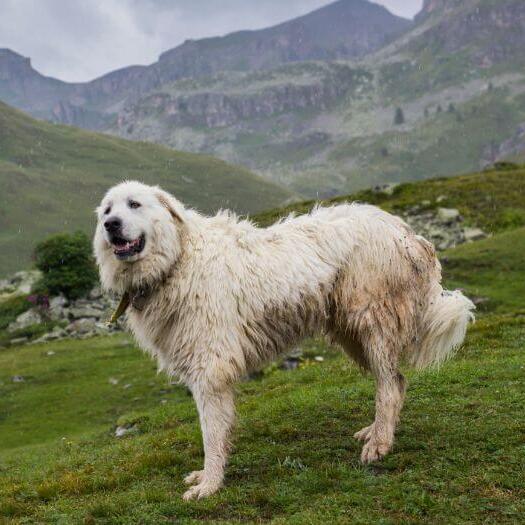 Pyrenean Mountain Dog is standing near the mountain slopes