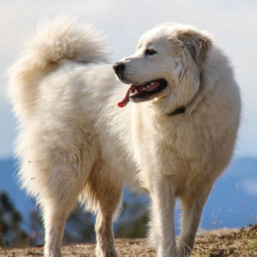 Pyrenean Mountain Dog is walking near the mountain