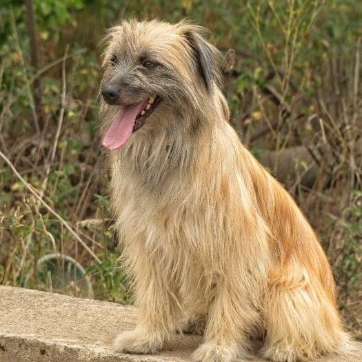 Pyrenean Sheepdog is standing in the garden