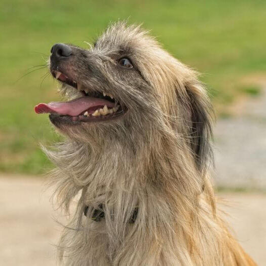 Pyrenean Sheepdog is playing in the garden