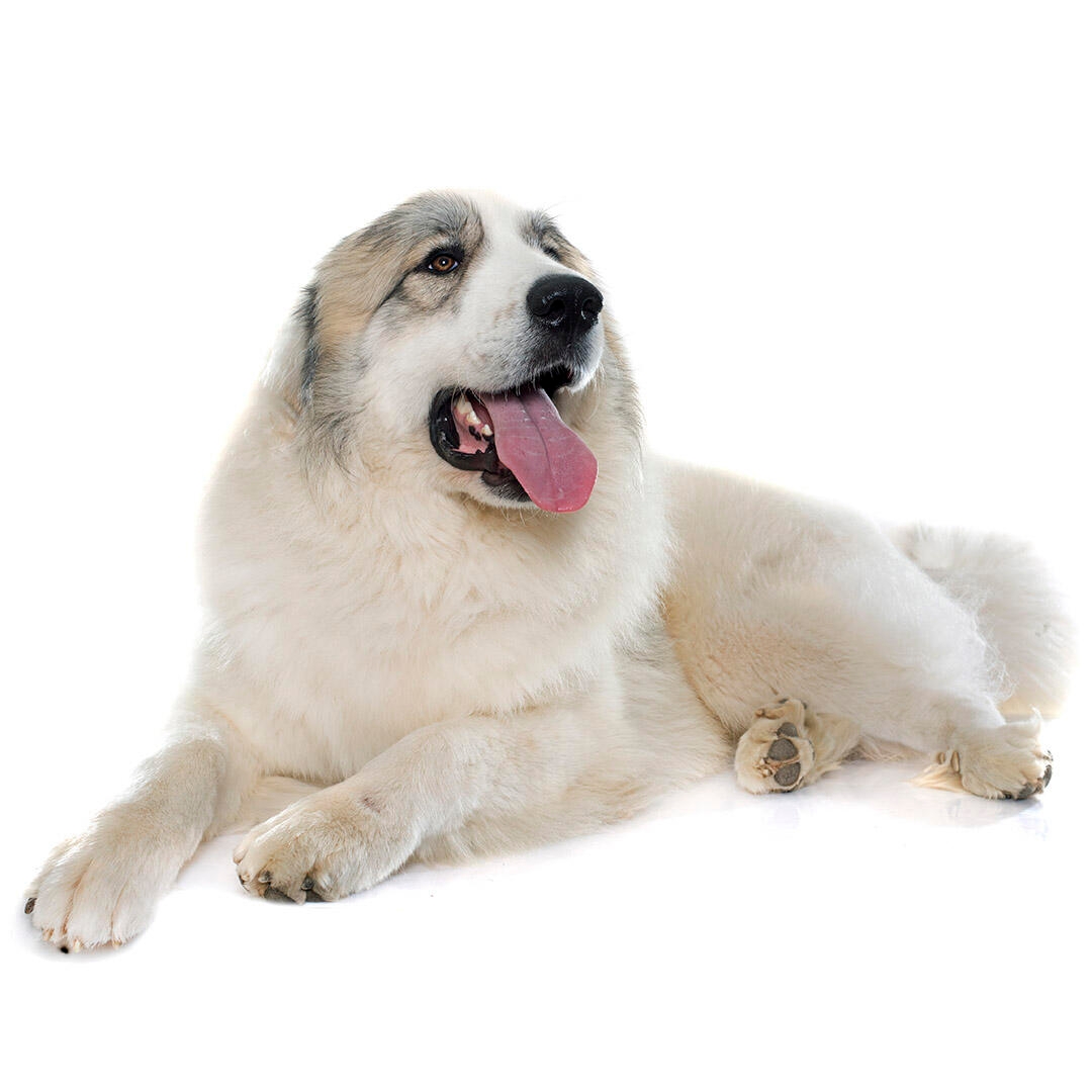 Pyrenean Mountain Dog Breed