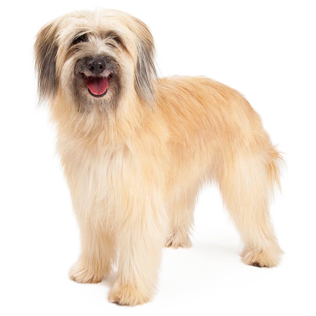 Pyrenean Sheepdog Dog Breed