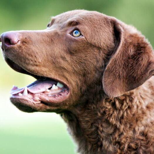 Chesapeake Bay Retriever with blue eyes