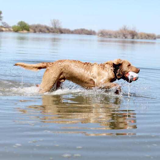 Chesapeake Bay Retriever in the water