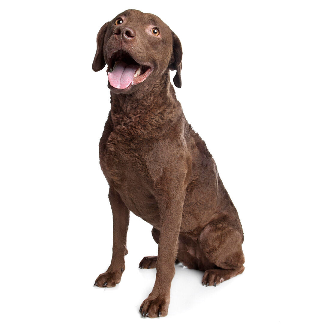 Retriever (Chesapeake Bay) Dog Breed