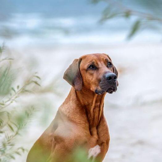 Rhodesian Ridgeback on the beach